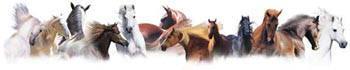california horses for sale