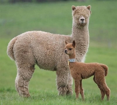 Alpaca and baby