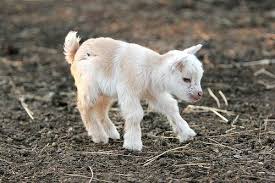white baby alpaca