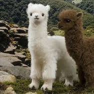 baby alpacas