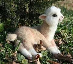 baby alpaca picture