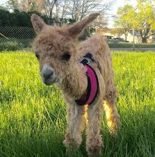 baby alpaca
