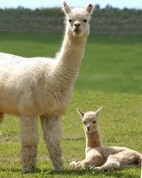 momma and baby alpaca photo