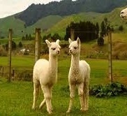two baby alpacas