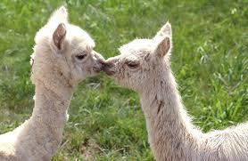 two baby alpacas kissing