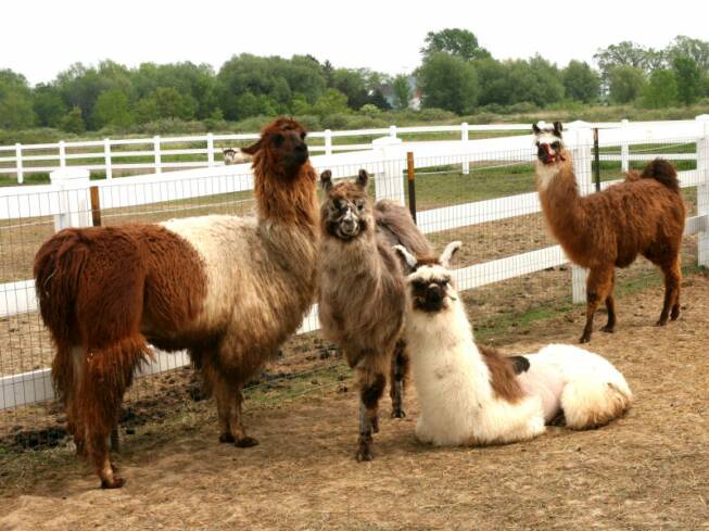 Florida llamas 