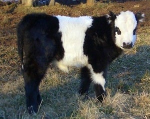 panda miniature cow