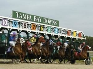 starting gate at tampa bay downs